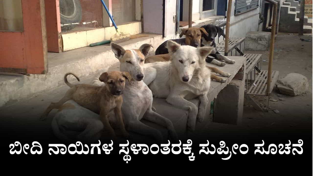 ಶಾಲೆಗಳು, ಆಸ್ಪತ್ರೆಗಳು, ಬಸ್ ನಿಲ್ದಾಣಗಳ ಬಳಿ ಇರುವ ಬೀದಿ ನಾಯಿಗಳ ಸ್ಥಳಾಂತರಕ್ಕೆ ಸುಪ್ರೀಂ ಸೂಚನೆ ಶಾಲೆಗಳು, ಆಸ್ಪತ್ರೆಗಳು, ಬಸ್ ನಿಲ್ದಾಣಗಳ ಬಳಿ ಇರುವ ಬೀದಿ ನಾಯಿಗಳ ಸ್ಥಳಾಂತರಕ್ಕೆ ಸುಪ್ರೀಂ ಸೂಚನೆ