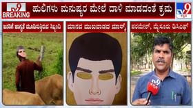 ಹುಲಿ ದಾಳಿ ಮಾಡದಂತೆ ಮಾನವ ಮುಖವಾಡದ ಮಾಸ್ಕ್: ಹೇಗೆ ವರ್ಕ್ ಆಗುತ್ತೆ?