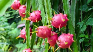 Winter Skin Care: ಚಳಿಗಾಲದಲ್ಲಿ ಕಾಡುವ ಒಣ ತ್ವಚೆ ಸಮಸ್ಯೆಯಿಂದ ಮುಕ್ತಿ ಪಡೆಯಲು ಈ ಸಲಹೆ ಪಾಲಿಸಿ