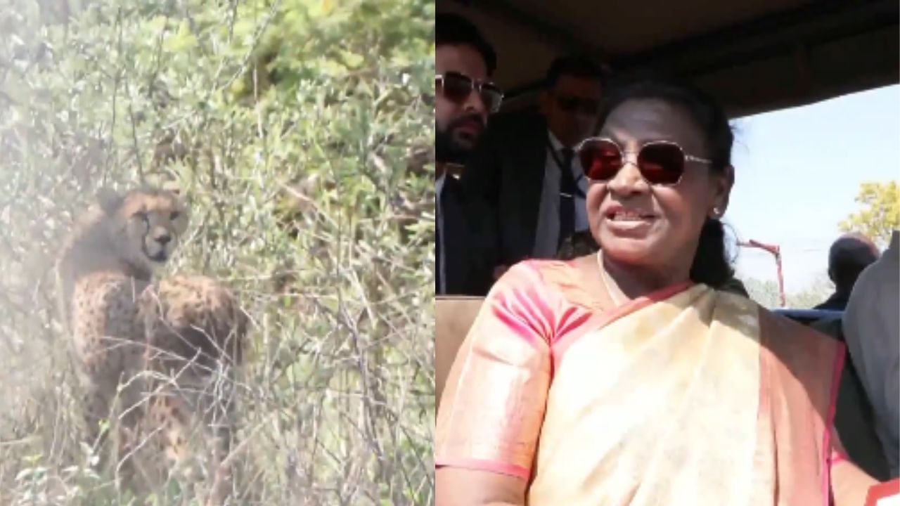 ದ್ರೌಪದಿ ಮುರ್ಮುಗೆ ವಿಶೇಷ ಉಡುಗೊರೆ: ಭಾರತಕ್ಕೆ ಬರಲಿದೆ ಬೋಟ್ಸ್ವಾನಾದ 8 ಚೀತಾ ದ್ರೌಪದಿ ಮುರ್ಮುಗೆ ವಿಶೇಷ ಉಡುಗೊರೆ: ಭಾರತಕ್ಕೆ ಬರಲಿದೆ ಬೋಟ್ಸ್ವಾನಾದ 8 ಚೀತಾ