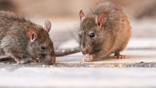 ವಾರಕ್ಕೆ ಎಷ್ಟು ಬಾರಿ ತಲೆ ಸ್ನಾನ ಮಾಡಿದರೆ ಉತ್ತಮ? ನೀವು ತಿಳಿಯಲೇಬೇಕಾದ ಮಾಹಿತಿ ಇದು