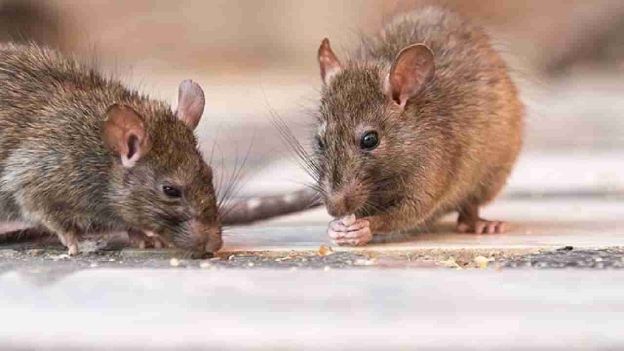 ಈ ಒಂದು ಹಣ್ಣಿನ ಸಿಪ್ಪೆಯ ಸಹಾಯದಿಂದ  ಮನೆಯಿಂದ ಸುಲಭವಾಗಿ ಇಲಿಗಳನ್ನು ಓಡಿಸಬಹುದು