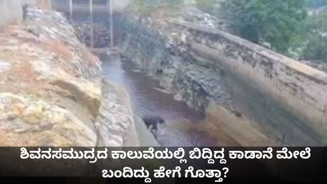 ಶಿವನಸಮುದ್ರದ ಕಾಲುವೆಯಲ್ಲಿ ಬಿದ್ದಿದ್ದ ಕಾಡಾನೆ ಹೊರಬಂದಿದ್ದು ಹೇಗೆ ಗೊತ್ತಾ?