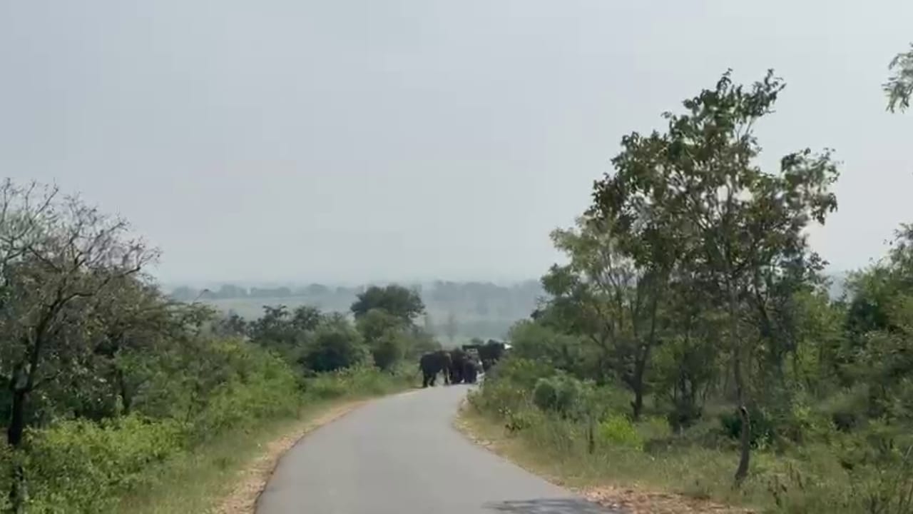 ಚಾಮರಾಜನಗರ: 20ಕ್ಕೂ ಅಧಿಕ ಕಾಡಾನೆ ಹಿಂಡು ಜಮೀನಿಗೆ ಲಗ್ಗೆ, ಬೆಚ್ಚಿದ ರೈತರು