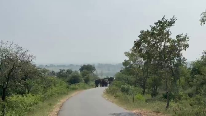 ಚಾಮರಾಜನಗರ: 20ಕ್ಕೂ ಅಧಿಕ ಕಾಡಾನೆ ಹಿಂಡು ಜಮೀನಿಗೆ ಲಗ್ಗೆ, ಬೆಚ್ಚಿದ ರೈತರು