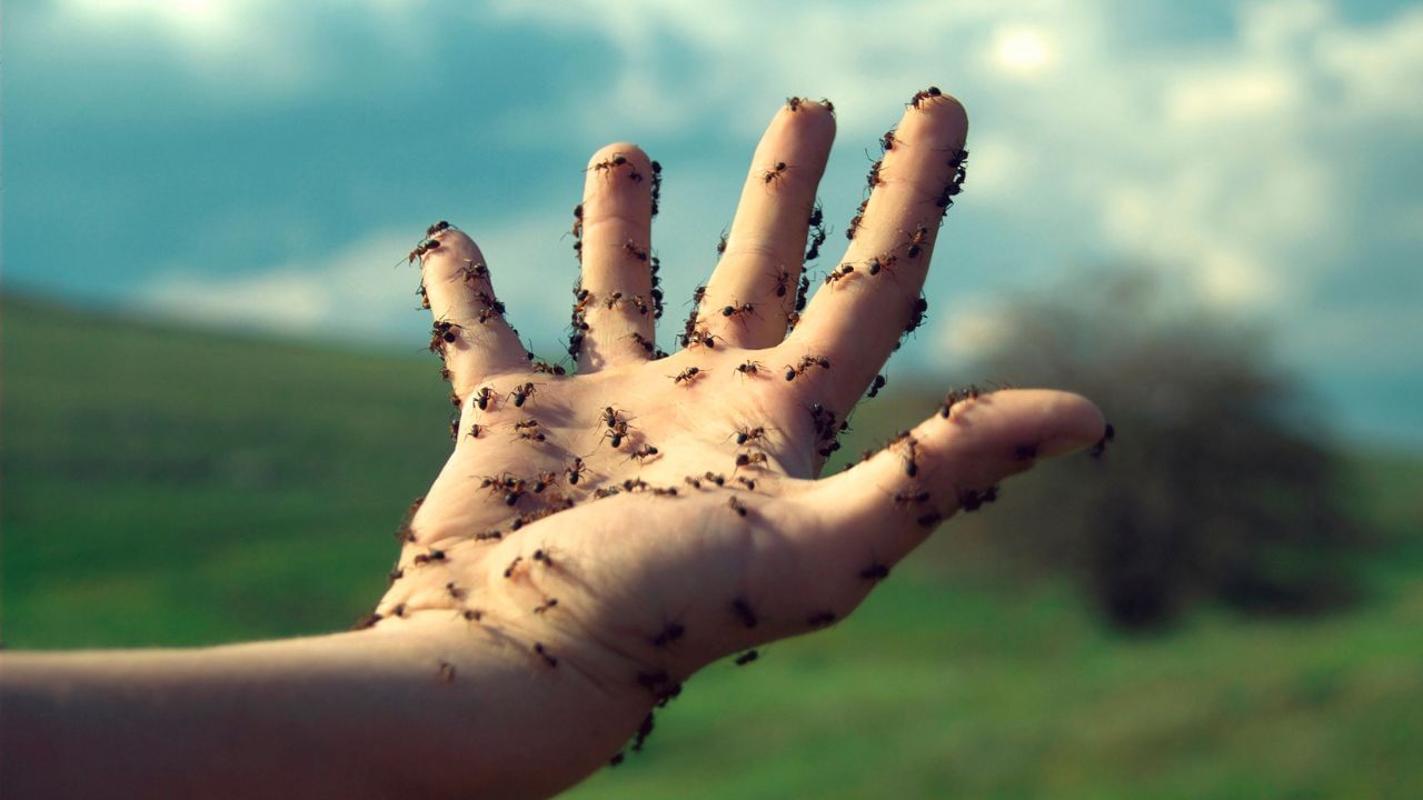 ಇರುವೆಗಳಿಗೆ ಹೆದರುವುದು ಕೂಡ ಒಂದು ಫೋಬಿಯಾ! ಇದಕ್ಕೆ ಕಾರಣ ಈ ವಿಟಮಿನ್ ಕೊರತೆಯಂತೆ