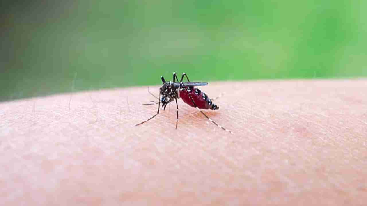 ಈ ಸಿಂಪಲ್ ಟಿಪ್ಸ್ ಪಾಲಿಸಿದ್ರೆ ಸೊಳ್ಳೆಗಳು ಮನೆಯೊಳಗೆ ಬರೋದೇ ಇಲ್ಲ