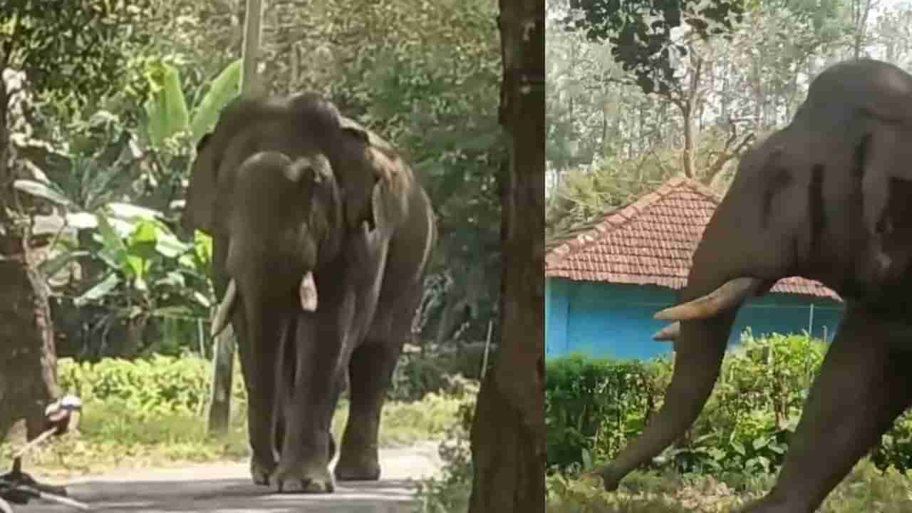 ಹಾಸನದಲ್ಲಿ ಕಾಡಾನೆಗಳ ದಾಂಧಲೆ: ಕಾಳಗದಲ್ಲಿ ದಂತ ಮುರಿದುಕೊಂಡ ಭೀಮ