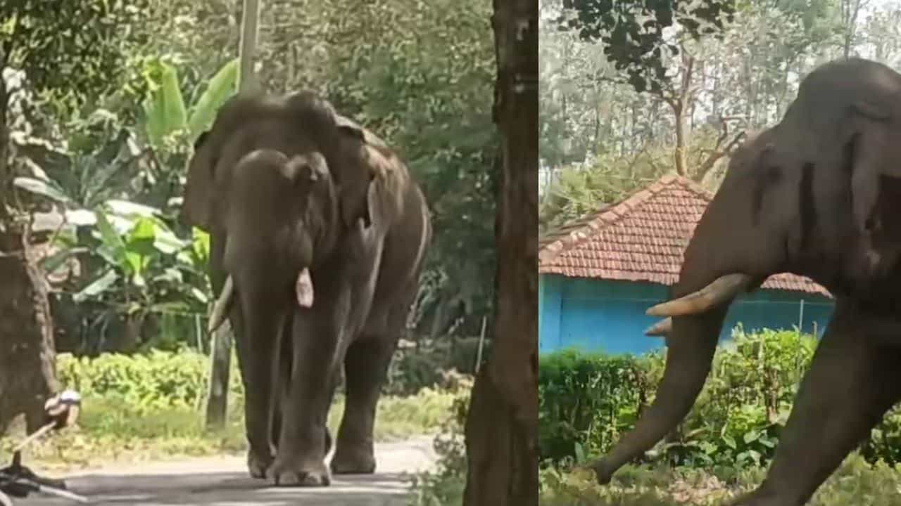 ಹಾಸನದಲ್ಲಿ ಕಾಡಾನೆಗಳ ದಾಂಧಲೆ: ಕಾಳಗದಲ್ಲಿ ದಂತ ಮುರಿದುಕೊಂಡ ಭೀಮ ಹಾಸನದಲ್ಲಿ ಕಾಡಾನೆಗಳ ದಾಂಧಲೆ: ಕಾಳಗದಲ್ಲಿ ದಂತ ಮುರಿದುಕೊಂಡ ಭೀಮ