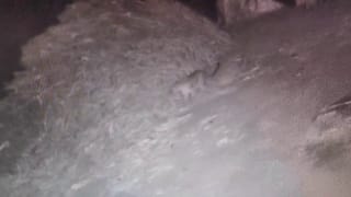 11 ದಿನಗಳ ಕಬ್ಬನ್ ಪಾರ್ಕ್​​ ಪುಷ್ಪಮೇಳಕ್ಕೆ ಚಾಲನೆ: ಕಣ್ಮನ ಸೆಳೆದ ಬಗೆ ಬಗೆಯ ಹೂಗಳು