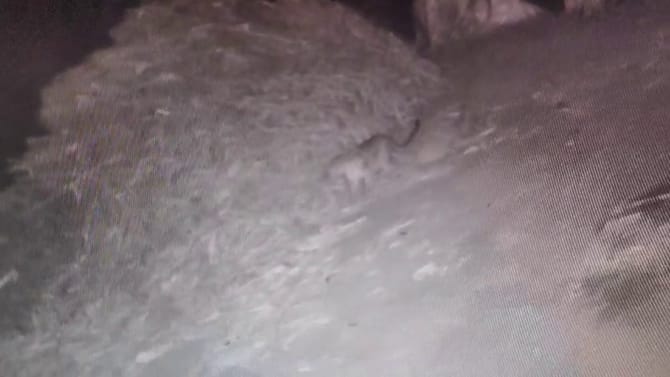 ಹಾವೇರಿಯ ರೈತನ ಜಮೀನಿನಲ್ಲಿ ಮತ್ತೆ ಕಾಣಿಸಿಕೊಂಡ ಚಿರತೆ