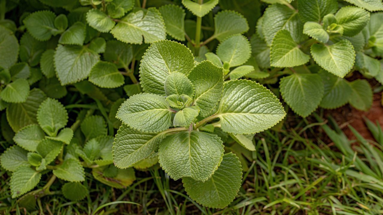 ಚಳಿಗಾಲದಲ್ಲಿ ದೊಡ್ಡಪತ್ರೆ ಎಲೆಗಳನ್ನು ಸೇವಿಸಿ ನೋಡಿ, ಈ ಆರೋಗ್ಯ ಸಮಸ್ಯೆ ನಿಮ್ಮ ಹತ್ತಿರವೂ ಬರುವುದಿಲ್ಲ!