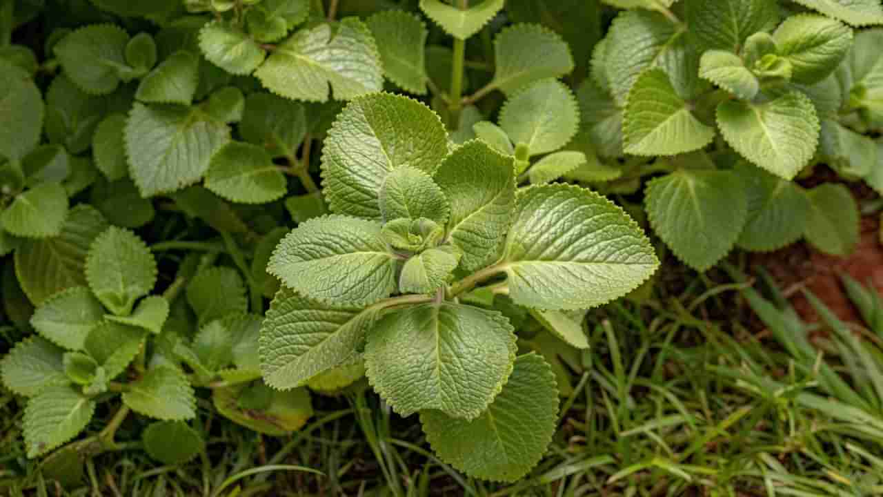 ಚಳಿಗಾಲದಲ್ಲಿ ದೊಡ್ಡಪತ್ರೆ ಎಲೆಗಳನ್ನು ಸೇವಿಸಿ ನೋಡಿ, ಈ ಆರೋಗ್ಯ ಸಮಸ್ಯೆ ನಿಮ್ಮ ಹತ್ತಿರವೂ ಬರುವುದಿಲ್ಲ!