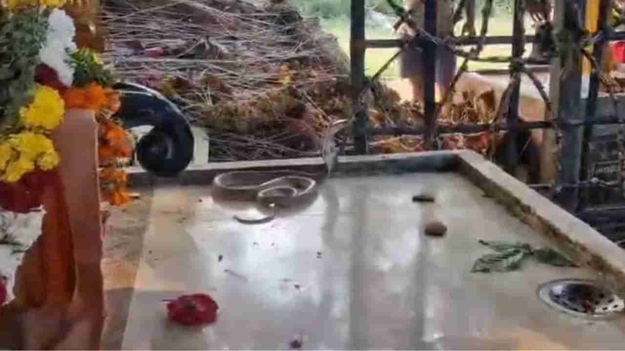 Video: ಶಿವನ ದೇವಾಲಯದಲ್ಲಿ ನಾಗರಹಾವು ಪ್ರತ್ಯಕ್ಷ, ವೈರಲ್ ಆಯ್ತು ದೃಶ್ಯ