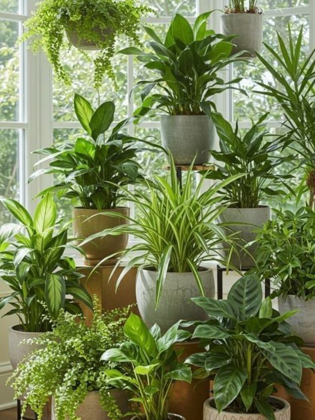 ಶುದ್ಧ ಗಾಳಿ ಬೇಕಂದ್ರೆ ಮನೆಯಲ್ಲಿ ಈ ಗಿಡಗಳನ್ನು ನೆಡಿ