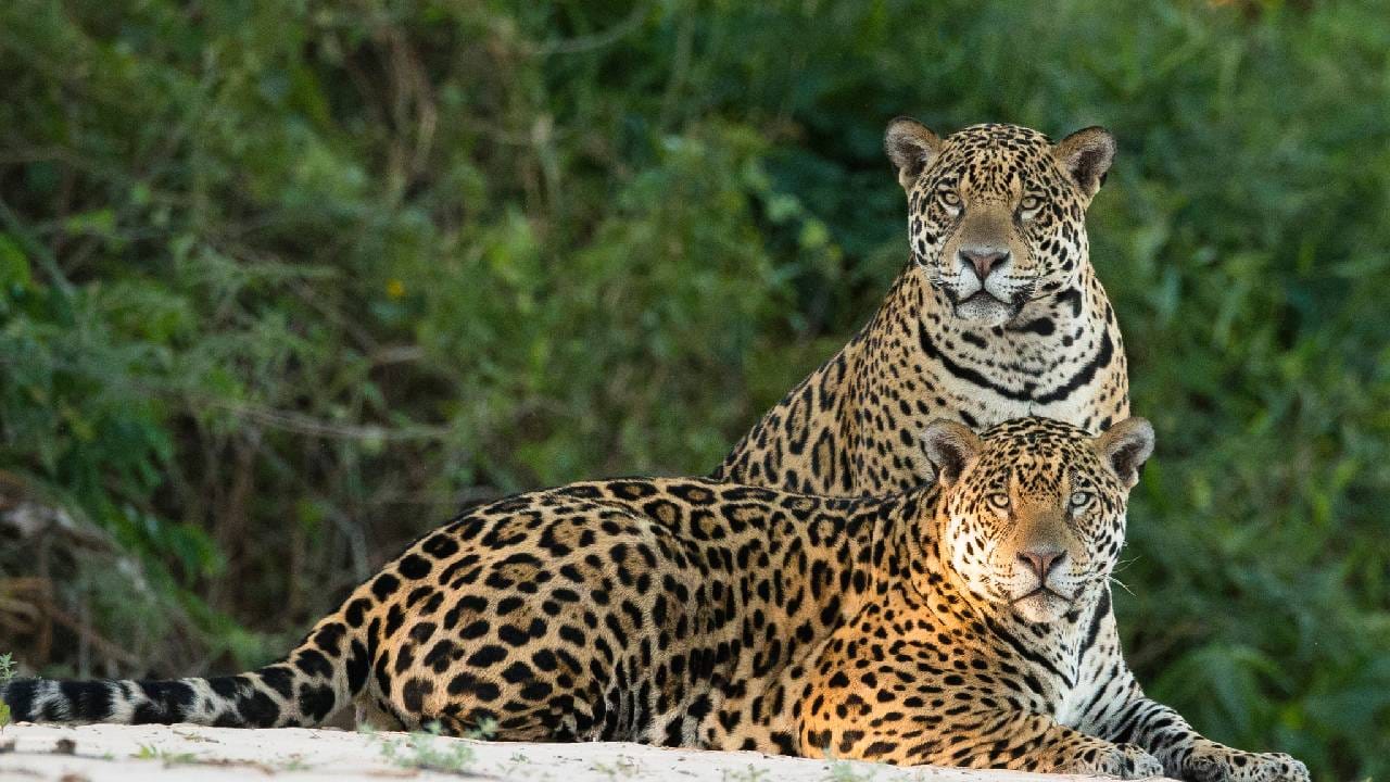 International Jaguar Day 2025: ಕ್ಷೀಣಿಸುತ್ತಿದೆ ಜಾಗ್ವಾರ್‌ ಸಂತತಿ