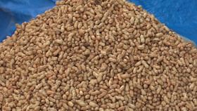 ಇಂದಿನಿಂದ ಶುರು ಐತಿಹಾಸಿಕ ಕಡಲೆಕಾಯಿ ಪರಿಷೆ