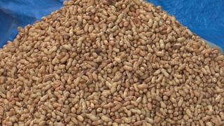 Kadalekai Parishe: ಇಂದಿನಿಂದ ಶುರು ಐತಿಹಾಸಿಕ ಕಡಲೆಕಾಯಿ ಪರಿಷೆ; ಬಡವರ ಬಾದಾಮಿ ಸವಿಯಲು ಸಜ್ಜಾಗಿರುವ ಸಿಟಿ ಮಂದಿ!