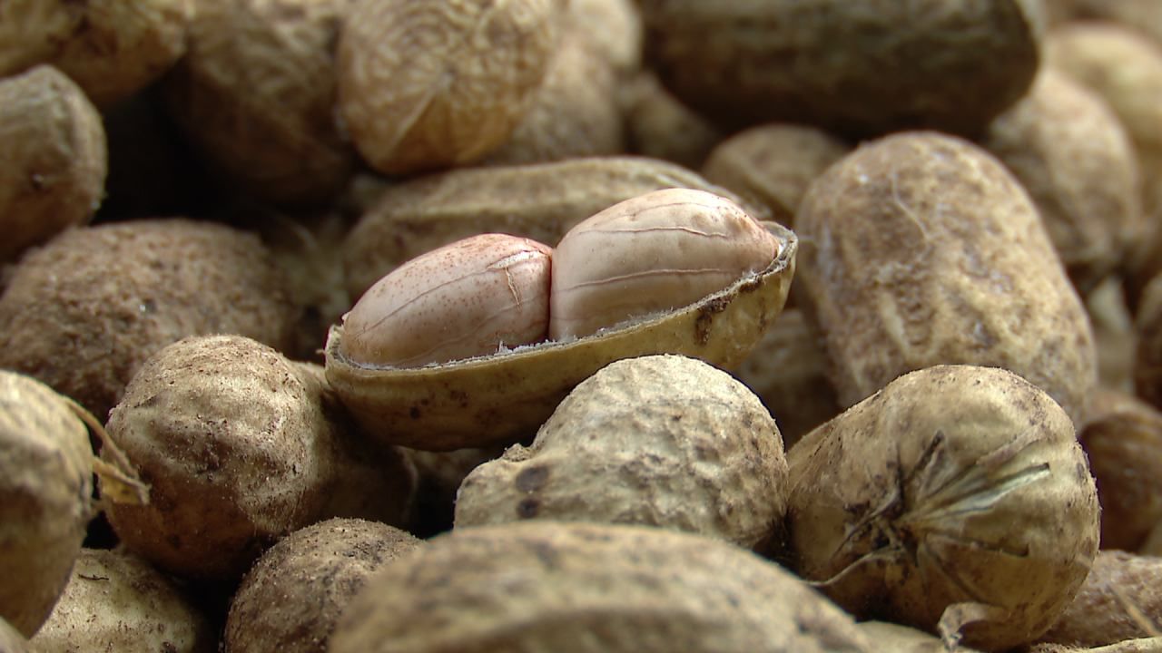 ಆಧುನಿಕತೆಯ ಭರಾಟೆ ಮಧ್ಯೆ, ಕೆಲಸ, ಜೀವನದ ಜಂಜಾಟದಲ್ಲಿ ಸುಸ್ತಾಗಿದ್ದ ಸಿಟಿಮಂದಿ ಇದೀಗ ಕಡಲೆಕಾಯಿ ಪರಿಷೆಯಲ್ಲಿ ರೌಂಡ್ ಹಾಕಿ ರಿಲ್ಯಾಕ್ಸ್ ಆಗೋಕೆ ಸಜ್ಜಾಗಿದ್ದಾರೆ. ಇತ್ತ ಕಡಲೆಕಾಯಿ ಬೆಲೆ ಬೆಳೆದು ಕಾದುಕುಳಿತ ವ್ಯಾಪಾರಿಗಳು ಕೂಡ ಲಾಭದ ನಿರೀಕ್ಷೆಯಲ್ಲಿದ್ದಾರೆ.