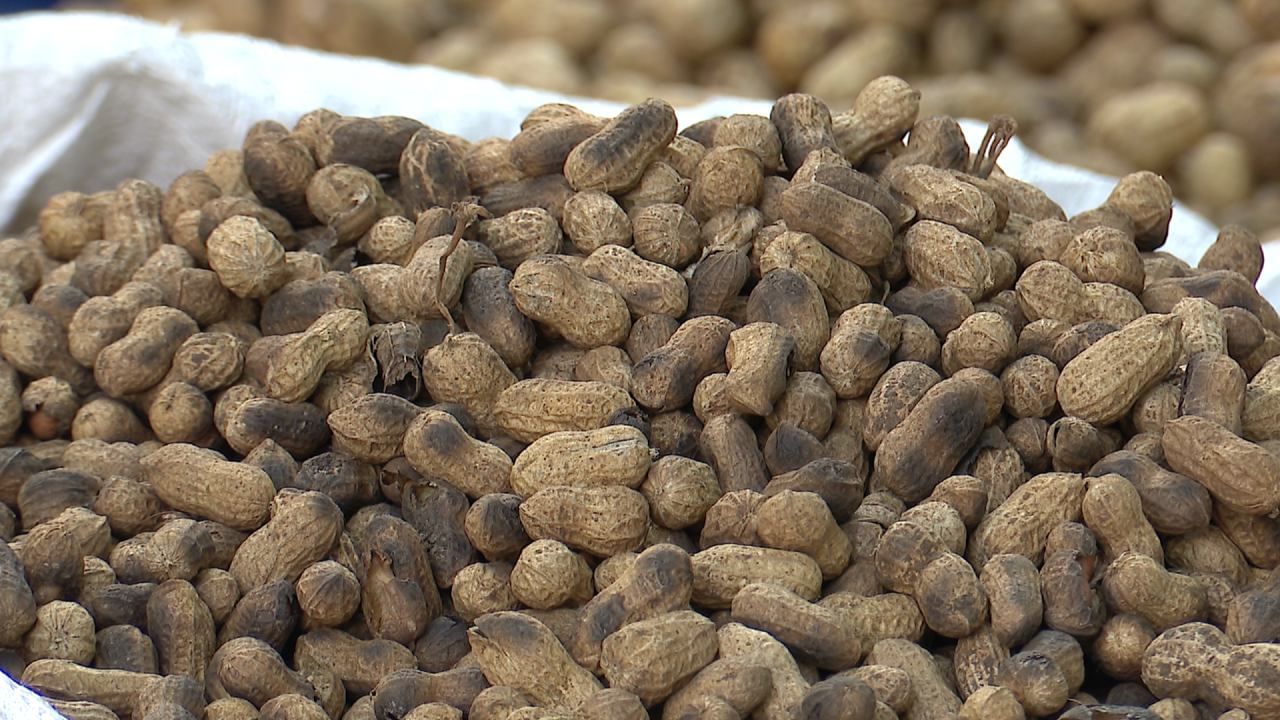 ಕಡಲೆಕಾಯಿಪರಿಷೆಯಲ್ಲಿ ತಮಿಳುನಾಡು, ಆಂಧ್ರಪ್ರದೇಶ ಸೇರಿ ನೆರೆ ರಾಜ್ಯಗಳ ವ್ಯಾಪಾರಿಗಳು ಕೂಡ ಆಗಮಿಸಿದ್ದು, ವಿವಿಧ ಬಗೆಯ ಕಡಲೆಕಾಯಿಗಳು ಸಿಟಿಮಂದಿಯ ನಾಲಿಗೆ ರುಚಿ ಹೆಚ್ಚಿಸಲು ಸಜ್ಜಾಗಿವೆ. ಇನ್ನು ಲಕ್ಷಾಂತರ ಜನರು ಸೇರುವ ನಿರೀಕ್ಷೆ ಇರುವುದರಿಂದ ಪೊಲೀಸ್ ಇಲಾಖೆ ಕೂಡ ಭದ್ರತೆಗೆ ಸಜ್ಜಾಗಿದ್ದು, ದೇಗುಲದ ಸುತ್ತಮುತ್ತ, ಪರಿಷೆ ನಡೆಯುವ ಬೀದಿಗಳಲ್ಲಿ ಈಗಾಗಲೇ ನಿಗಾ ಇಟ್ಟಿದ್ದಾರೆ. ಇಡೀ ರಸ್ತೆಯಲ್ಲಿ ಬಗೆ ಬಗೆಯ ಮಳಿಗೆಗಳು ತಲೆ ಎತ್ತಿದ್ದು, ಜಾತ್ರೆ ಸಂಭ್ರಮಕ್ಕೆ ಮೆರುಗು ತುಂಬಲು ಸಜ್ಜಾಗಿವೆ.
