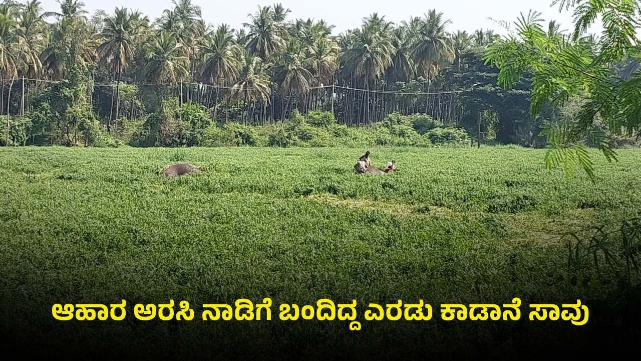 ರಾಮನಗರ: ಹಾರೋಬೆಲೆ ಡ್ಯಾಂ ಹಿನ್ನೀರಿನಲ್ಲಿ ಮುಳುಗಿ 2 ಕಾಡಾನೆ ಸಾವು