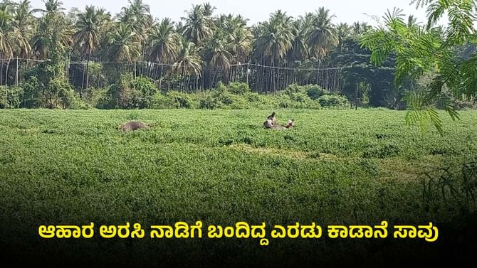 ರಾಮನಗರ: ಹಾರೋಬೆಲೆ ಡ್ಯಾಂ ಹಿನ್ನೀರಿನಲ್ಲಿ ಮುಳುಗಿ 2 ಕಾಡಾನೆ ಸಾವು