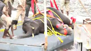 ಮಂಡ್ಯ: ನಾಲೆಗೆ ಬಿದ್ದಿದ್ದ ಕಾಡಾನೆ ರಕ್ಷಣೆ ಯಶಸ್ವಿ; ಅರಣ್ಯ ಸಿಬ್ಬಂದಿಯಿಂದ ರೋಚಕ ಕಾರ್ಯಾಚರಣೆ