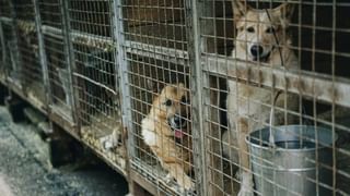 Rahu Transit 2025: ನವೆಂಬರ್ 23ರಂದು ರಾಹು ಸಂಚಾರ; ಈ ಮೂರು ರಾಶಿಯವರು ಮುಟ್ಟಿದೆಲ್ಲಾ ಚಿನ್ನ!