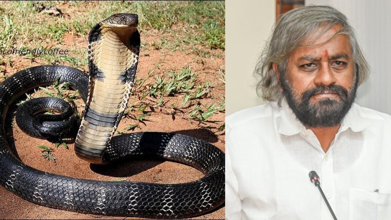 ನಿಮ್ ಮನೆಗೆ ಕಾಳಿಂಗ ಸರ್ಪ ಬಂತಾ? ಹಿಡಿಯೋಕೆ ಅರಣ್ಯ ಇಲಾಖೆನೇ ಮಾಡುತ್ತೆ ವ್ಯವಸ್ಥೆ! ಸರ್ಕಾರದಿಂದ ಮಹತ್ವದ ಕ್ರಮ ನಿಮ್ ಮನೆಗೆ ಕಾಳಿಂಗ ಸರ್ಪ ಬಂತಾ? ಹಿಡಿಯೋಕೆ ಅರಣ್ಯ ಇಲಾಖೆನೇ ಮಾಡುತ್ತೆ ವ್ಯವಸ್ಥೆ! ಸರ್ಕಾರದಿಂದ ಮಹತ್ವದ ಕ್ರಮ