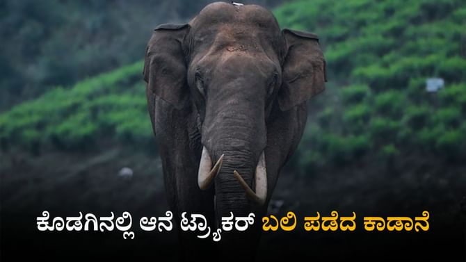 ರಾಜ್ಯದಲ್ಲಿ ಕಾಡಾನೆ ಹಾವಳಿ; ಕೊಡಗಿನಲ್ಲಿ ಆನೆ ದಾಳಿಗೆ ಕಾರ್ಮಿಕ ಬಲಿ