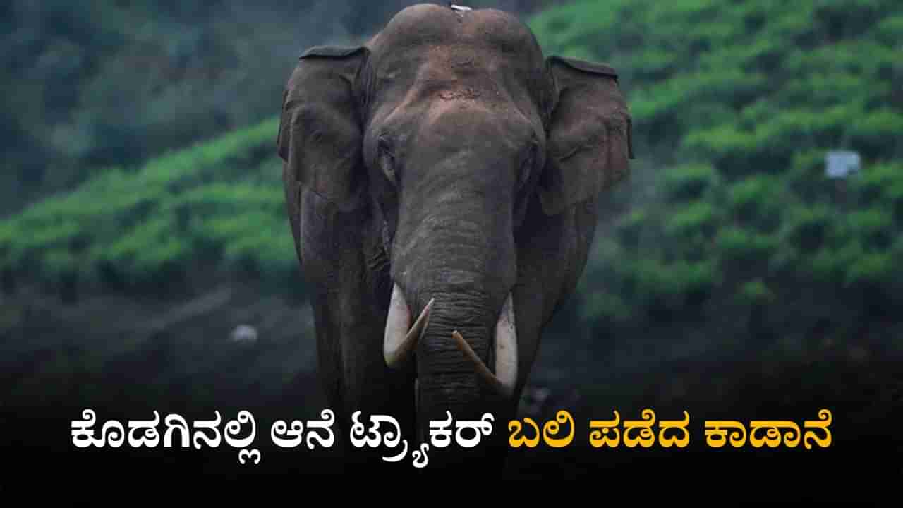 ರಾಜ್ಯದಲ್ಲಿ ನಿಲ್ಲದ ಕಾಡಾನೆ ಹಾವಳಿ; ಕೊಡಗಿನಲ್ಲಿ ಆನೆ ದಾಳಿಗೆ ಕಾರ್ಮಿಕ ಬಲಿ