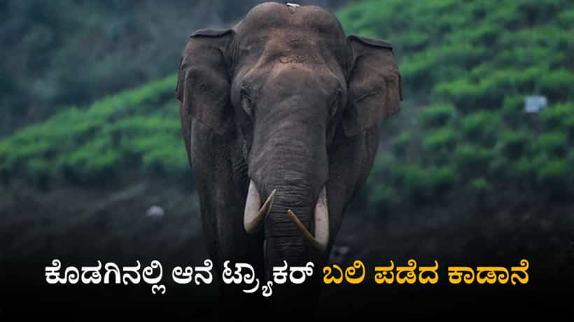 ರಾಜ್ಯದಲ್ಲಿ ನಿಲ್ಲದ ಕಾಡಾನೆ ಹಾವಳಿ; ಕೊಡಗಿನಲ್ಲಿ ಆನೆ ದಾಳಿಗೆ ಕಾರ್ಮಿಕ ಬಲಿ