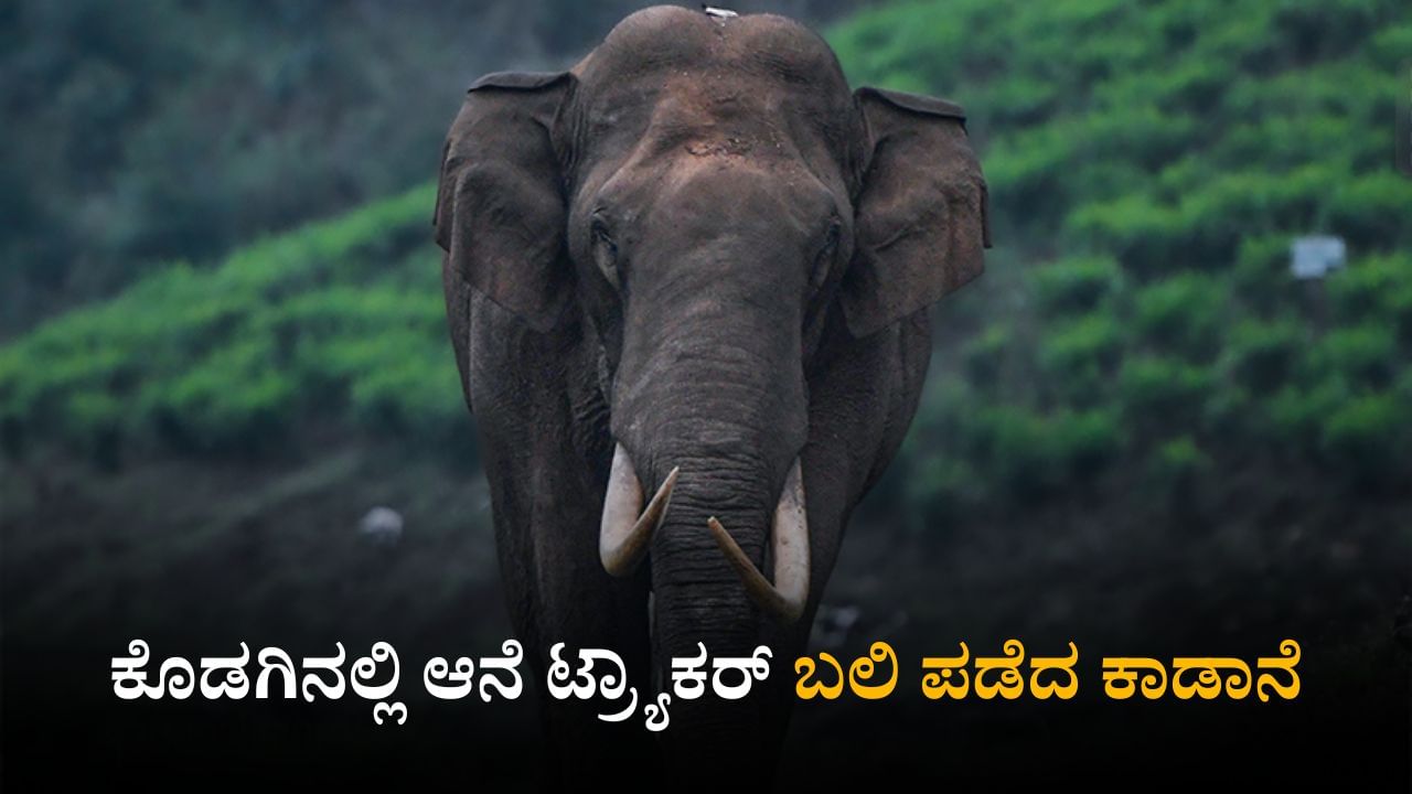 ರಾಜ್ಯದಲ್ಲಿ ನಿಲ್ಲದ ಕಾಡಾನೆ ಹಾವಳಿ; ಕೊಡಗಿನಲ್ಲಿ ಆನೆ ದಾಳಿಗೆ ಕಾರ್ಮಿಕ ಬಲಿ
