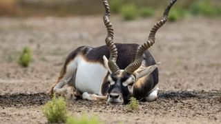 ಧೂಮ್​ ಸಿನಿಮಾ ಪ್ರೇರಣೆ, ಶ್ರೀಮಂತರ ಮನೆಗಳೇ ಟಾರ್ಗೆಟ್​​: ಬೆಳಗಾವಿಯಲ್ಲೊಬ್ಬ ಖತರ್ನಾಕ್​ ಕಳ್ಳ