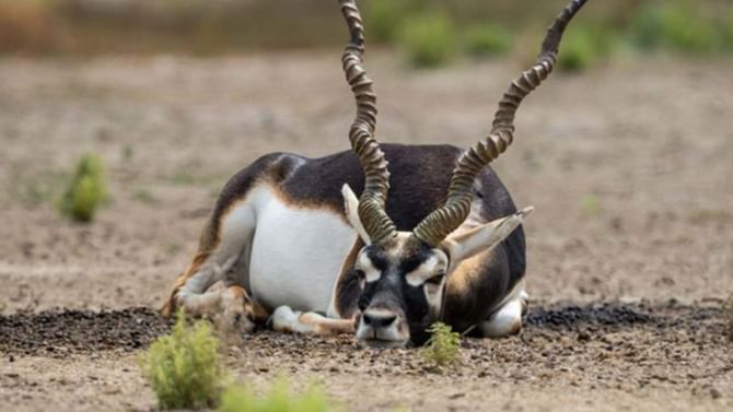 ಬೆಳಗಾವಿ: ಮತ್ತೊಂದು ಕೃಷ್ಣಮೃಗ ಸಾವು; ಸಾವಿನ ಸಂಖ್ಯೆ 30ಕ್ಕೆ ಏರಿಕೆ