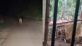 ಮಕ್ಕಳ ಮೇಲೆ ‌ದಾಳಿ ಮಾಡಿದ್ದ ಚಿರತೆ ಅರಣ್ಯ ಸಿಬ್ಬಂದಿ ಗುಂಡೇಟಿಗೆ ಬಲಿ 