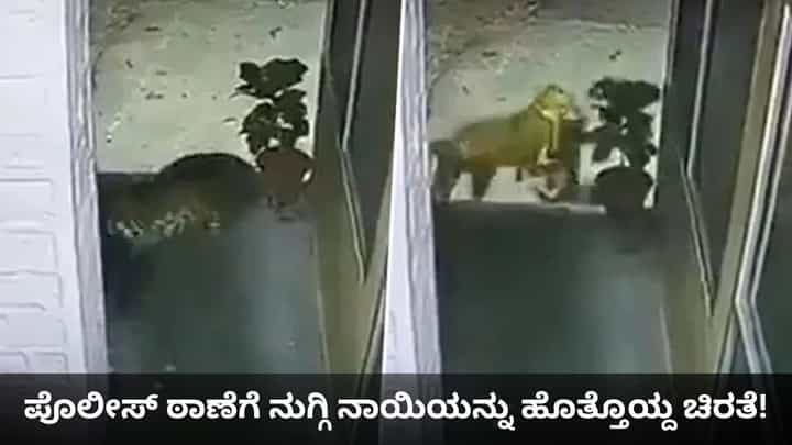 ಪೊಲೀಸ್ ಠಾಣೆಗೆ ನುಗ್ಗಿ ನಾಯಿಯನ್ನು ಹೊತ್ತೊಯ್ದ ಚಿರತೆ! ಪೊಲೀಸ್ ಠಾಣೆಗೆ ನುಗ್ಗಿ ನಾಯಿಯನ್ನು ಹೊತ್ತೊಯ್ದ ಚಿರತೆ!