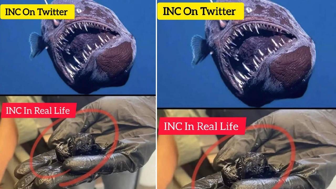 ರವೀಶ್ ಎಂಬುವವರು ಪೋಸ್ಟ್​ ಒಂದನ್ನು ಹಂಚಿಕೊಂಡಿದ್ದು, ಅದರಲ್ಲಿ ದೊಡ್ಡ ಮೀನು ಹಾಗೂ ಸಣ್ಣ ಮೀನಿನ ಚಿತ್ರವನ್ನು ಹಂಚಿಕೊಂಡಿದ್ದಾರೆ. ಅಂದರೆ ಮಹಾಘಟಬಂಧನ್ ಹೆಚ್ಚು ಮತಗಳನ್ನು ಪಡೆಯಬಹುದು, ನಮ್ಮ ಬಲ ಇಷ್ಟಿದೆ ಎಂದು ತೋರಿಸಿದ್ದರೂ ಕೊನೆಗೆ ಗಳಿಸಿದ್ದು ಇಷ್ಟೇ ಮತ ಎಂಬಂತಿದೆ.
