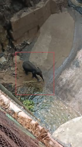 ನಾಲೆಯಲ್ಲಿ ಸಿಲುಕಿ ಕಾಡಾನೆ ಪರದಾಟ