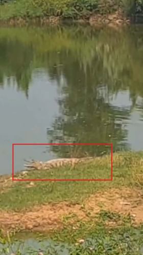 ಕೆರೆ ದಡದಲ್ಲಿ ಎರಡೆರಡು ಮೊಸಳೆ