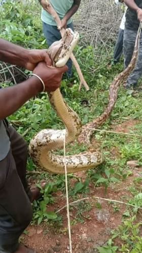 15 ಅಡಿ ಉದ್ದದ ಹೆಬ್ಬಾವು ಸೆರೆ