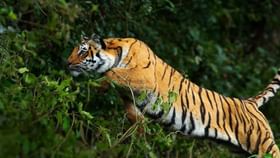 ವ್ಯಾಘ್ರನ ಅಟ್ಟಹಾಸಕ್ಕೆ ಮೈಸೂರಲ್ಲಿ ಮತ್ತೊಬ್ಬ ರೈತ ಬಲಿ