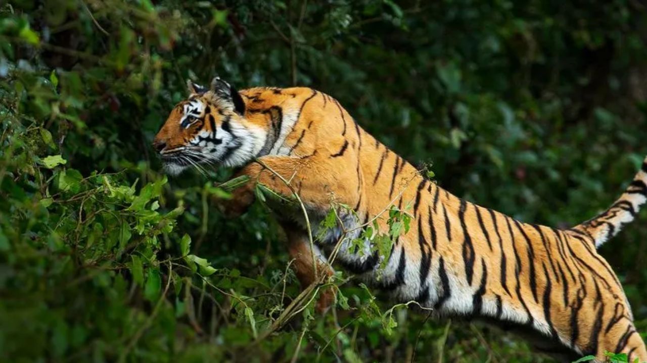 ವ್ಯಾಘ್ರನ ಅಟ್ಟಹಾಸಕ್ಕೆ ಮೈಸೂರಲ್ಲಿ ಮತ್ತೊಬ್ಬ ರೈತ ಬಲಿ: ದನ ಕಾಯುತ್ತಿದ್ದವನ ಕೊಂದ ಹುಲಿ