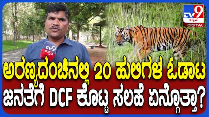 ಮೈಸೂರು ಕಾಡಂಚಿನಲ್ಲಿ 20 ಹುಲಿಗಳ ಓಡಾಟ: ಸಾರ್ವಜನಿಕರಿಗೆ ಡಿಸಿಎಫ್ ಕೊಟ್ಟ ಸಲಹೆ ಸೂಚನೆ ಏನು ನೋಡಿ ಮೈಸೂರು ಕಾಡಂಚಿನಲ್ಲಿ 20 ಹುಲಿಗಳ ಓಡಾಟ: ಸಾರ್ವಜನಿಕರಿಗೆ ಡಿಸಿಎಫ್ ಕೊಟ್ಟ ಸಲಹೆ ಸೂಚನೆ ಏನು ನೋಡಿ