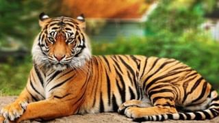 Video: ಈವಾಗ್ಲೇ ಹಿಂಗೇ, ಮುಂದೆ ಹೆಂಗೋ; ನಡು ರಸ್ತೆಯಲ್ಲೇ ಜಗಳಕ್ಕಿಳಿದ ಪುಟಾಣಿಗಳು