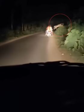 ಬೈಕ್​​​ನಲ್ಲಿ ಹೋಗುತ್ತಿದ್ದ ದಂಪತಿ ಮೇಲೆ ಎಗರಿದ ಹುಲಿ