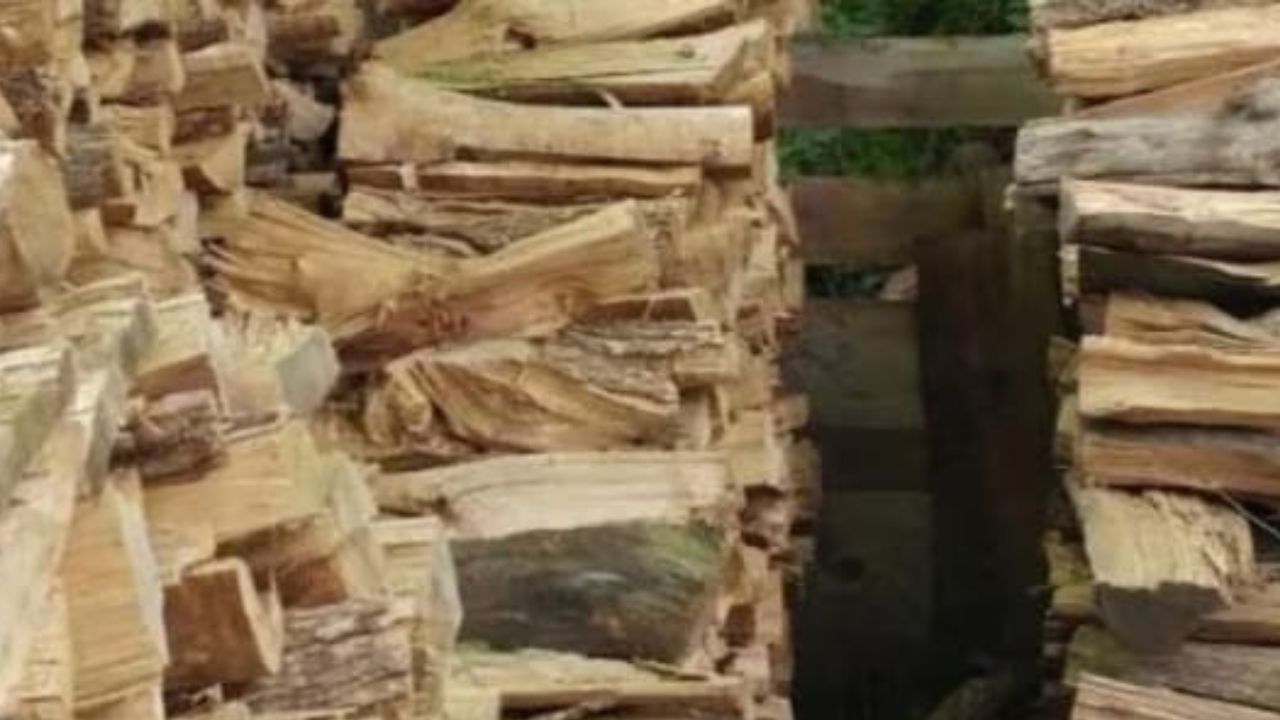 Optical Illusion: ಈ ಚಿತ್ರದಲ್ಲಿ ಅಡಗಿರುವ ಬೆಕ್ಕನ್ನು 15 ಸೆಕೆಂಡುಗಳಲ್ಲಿ ಪತ್ತೆ ಹಚ್ಚಿ ನೋಡೋಣ