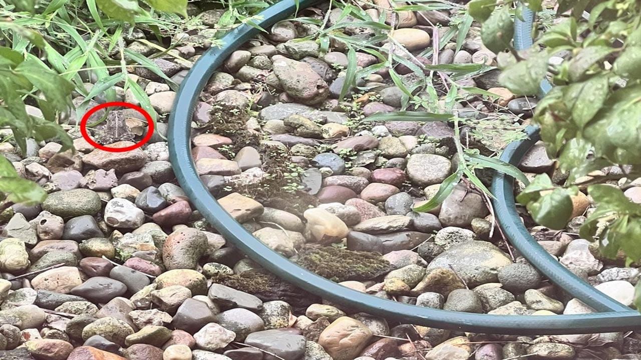 Optical Illusion Answer