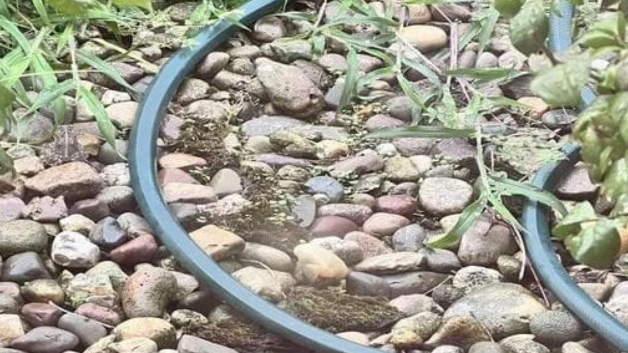 Optical Illusion: ಈ ಚಿತ್ರದಲ್ಲಿ ಕಲ್ಲುಗಳ ನಡುವೆ ಅಡಗಿದೆ ಕಪ್ಪೆ, ನೀವು ಈ ಉಭಯವಾಸಿ ಜೀವಿಯನ್ನು ಹುಡುಕಬಲ್ಲಿರಾ Optical Illusion: ಈ ಚಿತ್ರದಲ್ಲಿ ಕಲ್ಲುಗಳ ನಡುವೆ ಅಡಗಿದೆ ಕಪ್ಪೆ, ನೀವು ಈ ಉಭಯವಾಸಿ ಜೀವಿಯನ್ನು ಹುಡುಕಬಲ್ಲಿರಾ