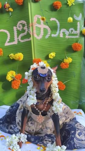 ಶ್ವಾನಕ್ಕೆ ಅದ್ಧೂರಿಯಾಗಿ ಸೀಮಂತ ಮಾಡಿದ ಮಾಲೀಕ